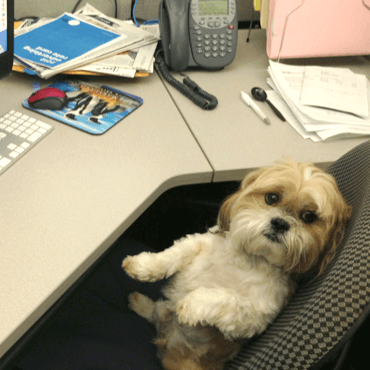 Best Company Perks Dogs Pets