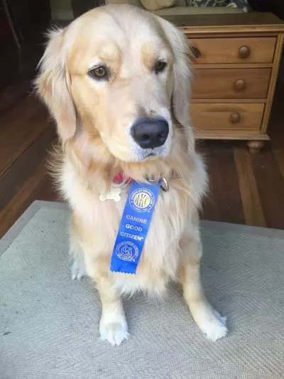 dog wearing ribbon