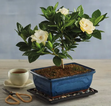 Gardenia Bonsai Tree Gift