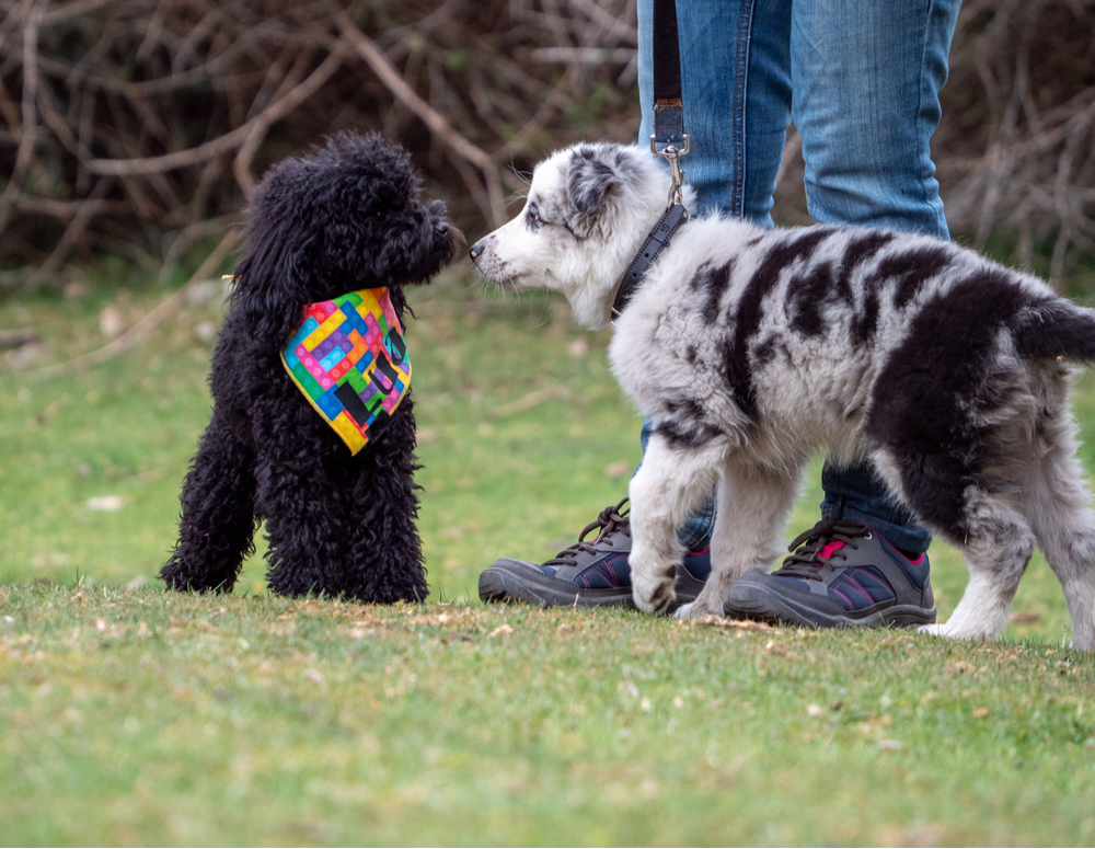 dog-park