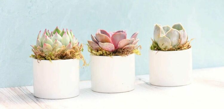 Succulent-Trio